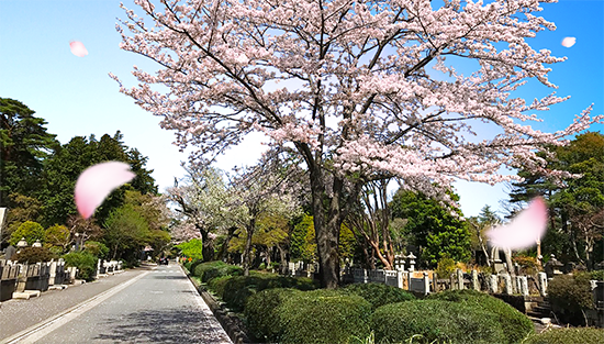 多磨霊園