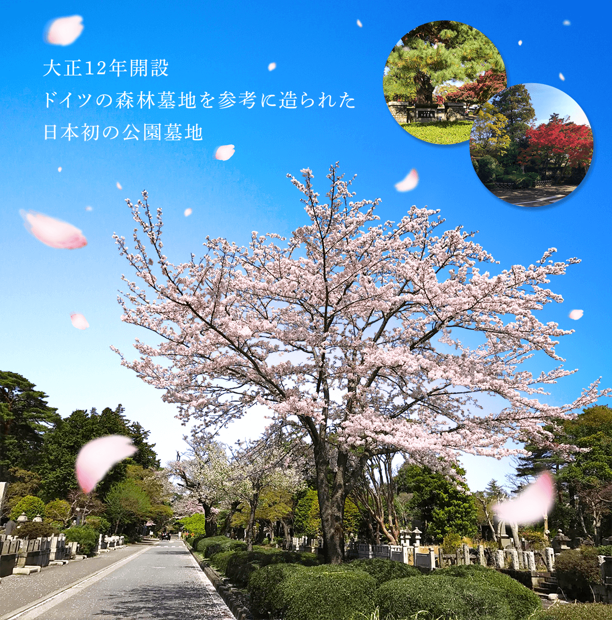 大正12年開設 ドイツの森林墓地を参考に造られた日本初の公園墓地